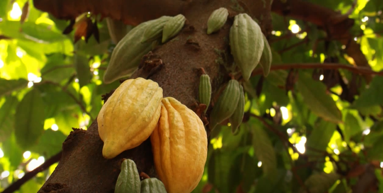 Kakaobaum mit seinen Früchten
