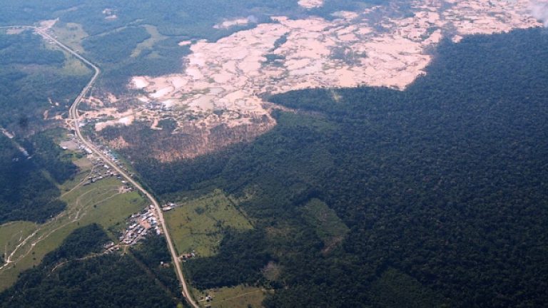 Regenwald